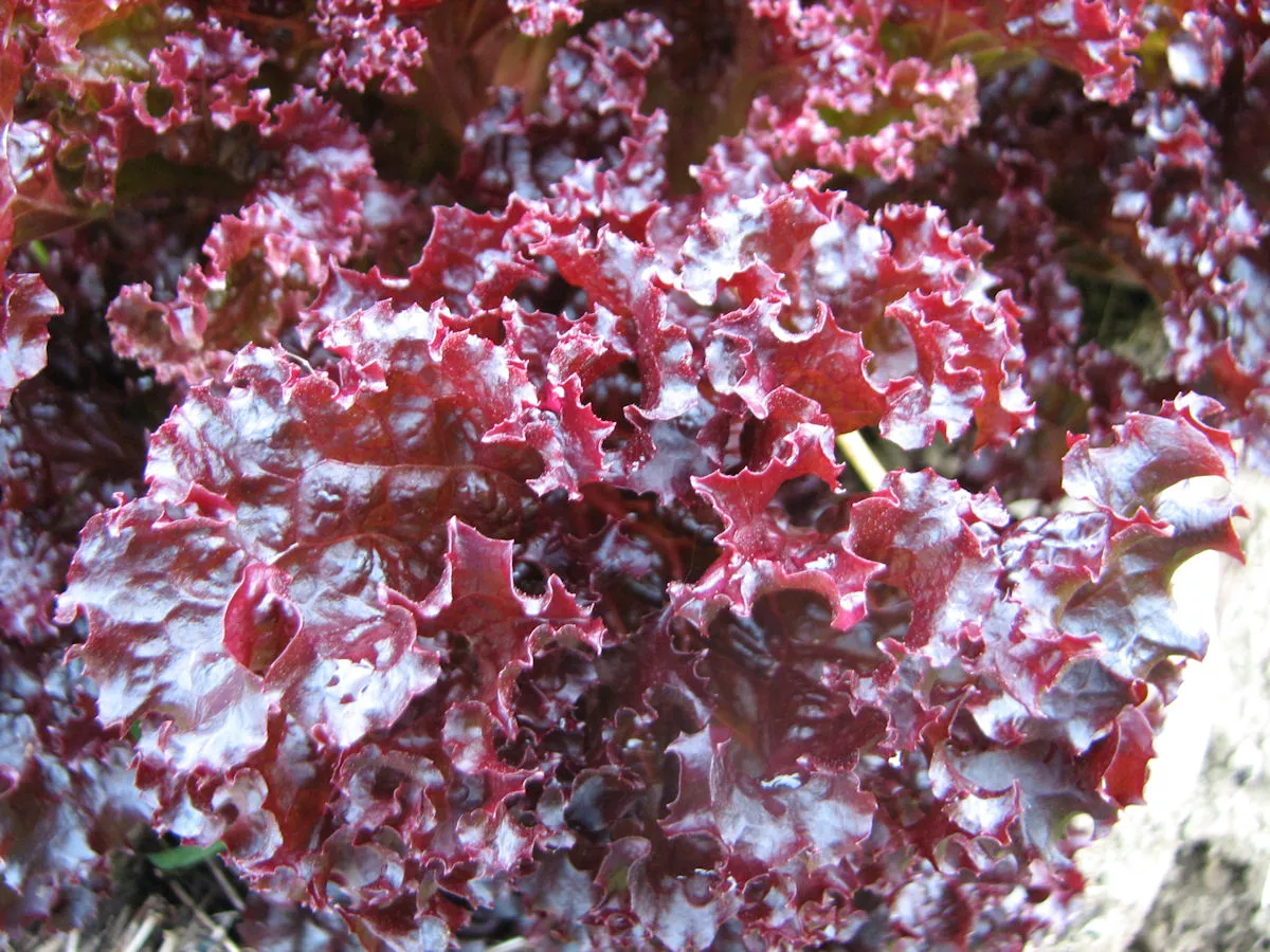 Lollo Rossa Lettuce
