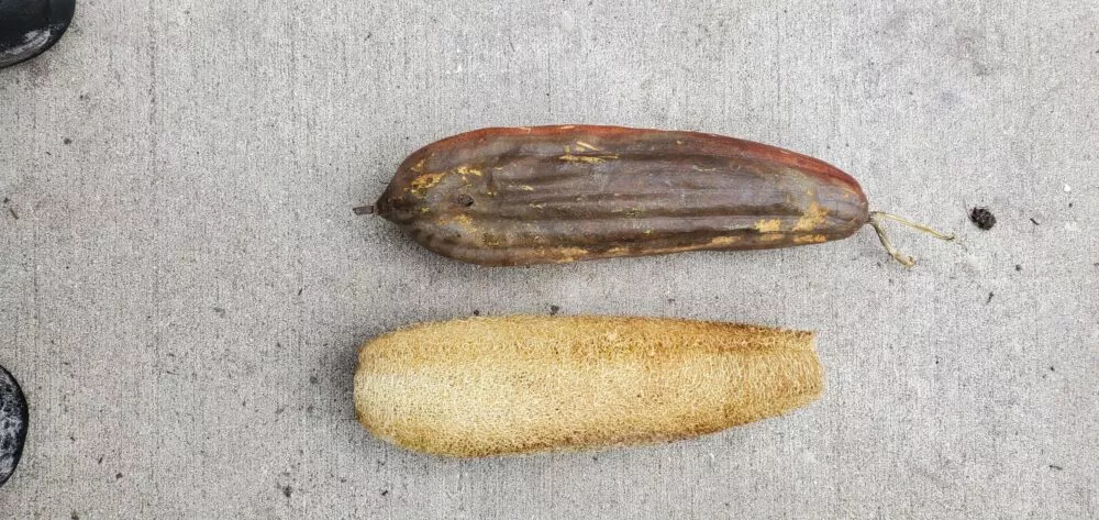 Luffa Gourd