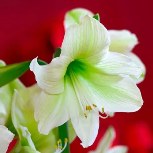 'Luna' Hippeastrum, Amaryllis, White with Green Accents