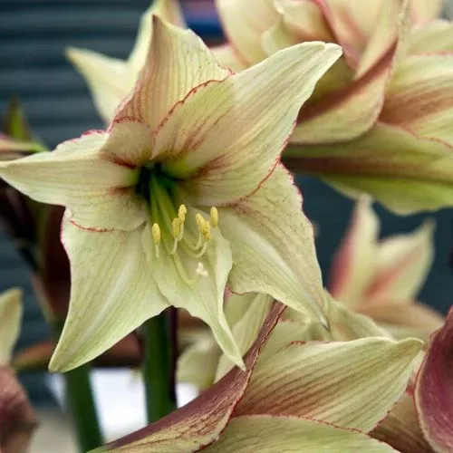 'Magic Green' Hippeastrum, Amaryllis