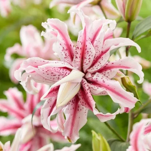 'Magic Star' Double Oriental Lily