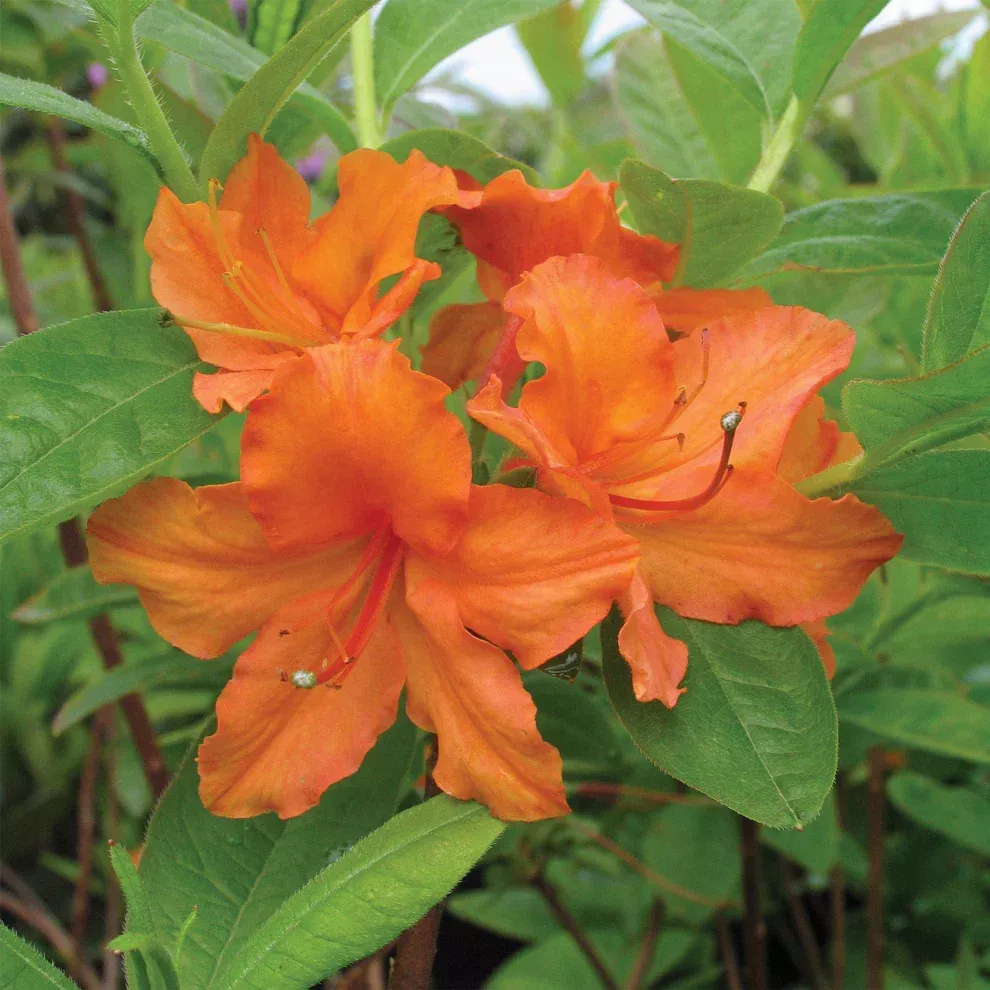 Mandarin Lights Azalea Starter Plant – Orange Deciduous Azalea (Rhododendron ‘Mandarin Lights’) – Live Bareroot Flowering Shrub