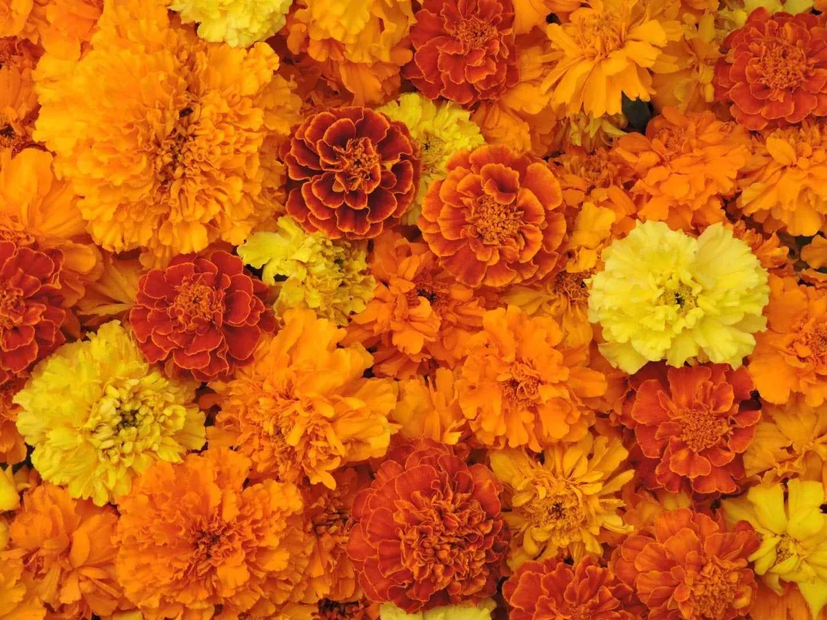 Marigold, Magnificent Mix