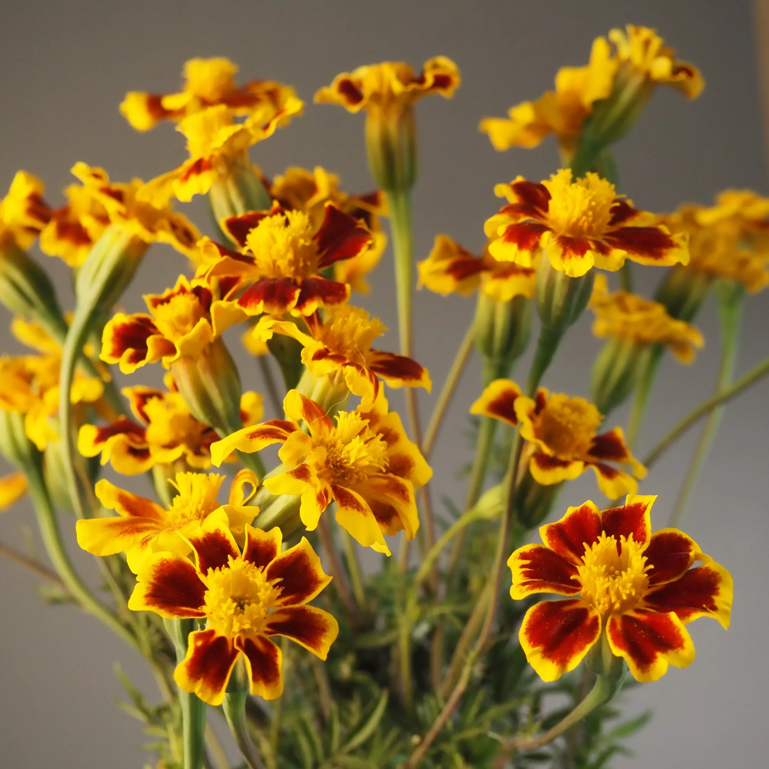 Marigold ⁃ Organic Seed Frances Choice