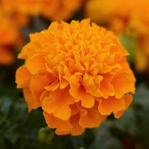 Marigold