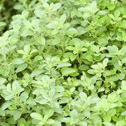 Marjoram