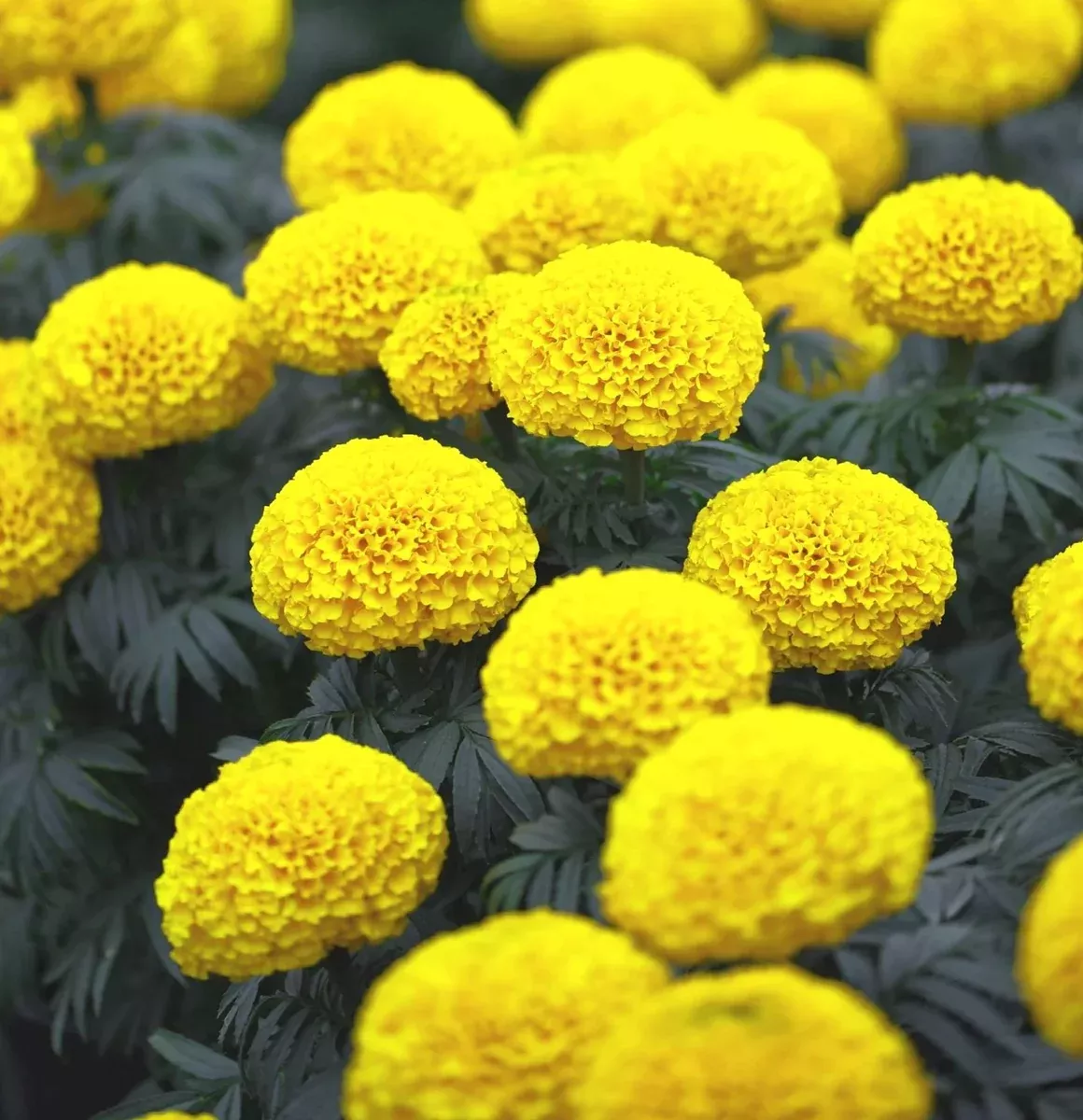 Mary Helen Yellow African Marigold