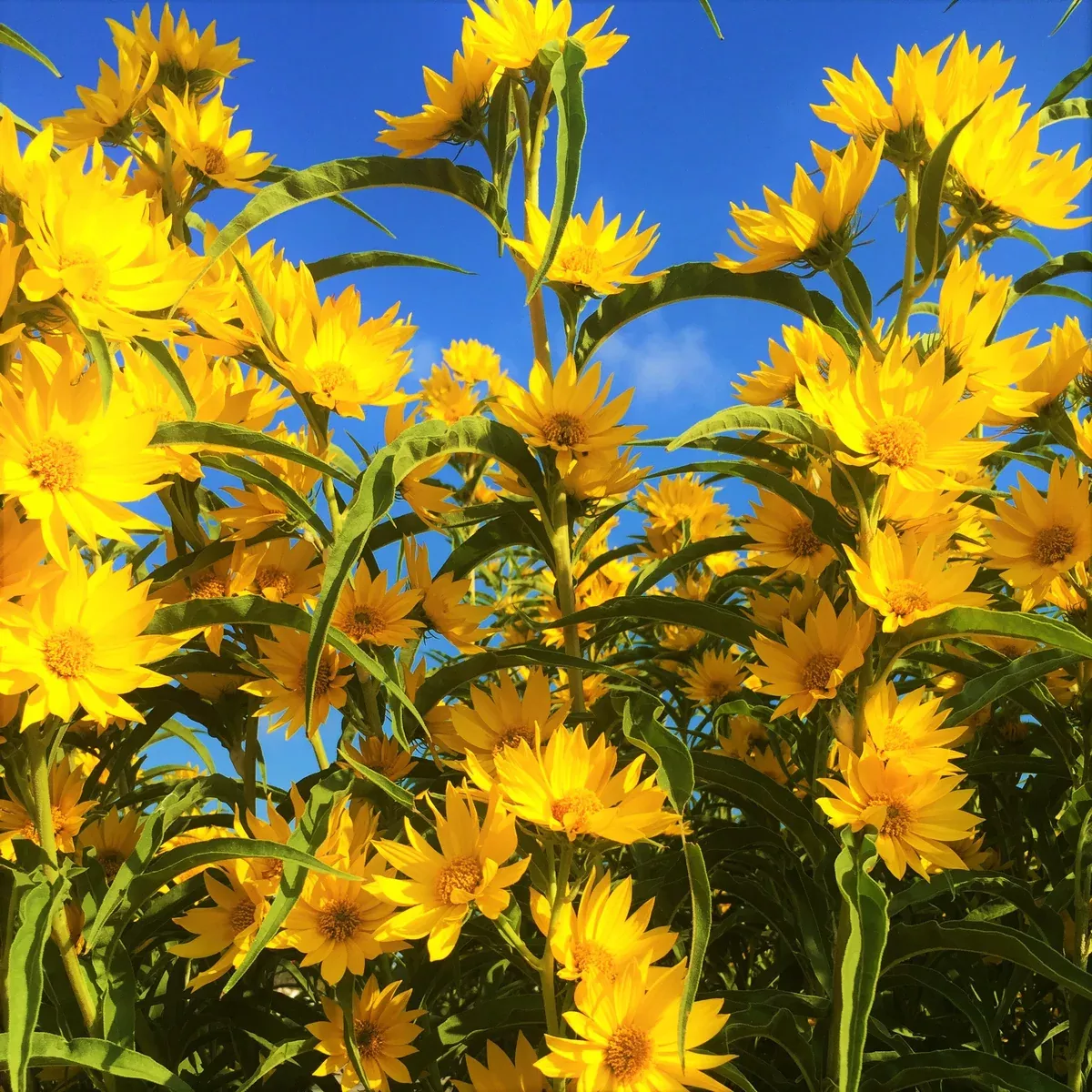 Maximilian Sunflower
