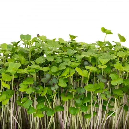 Mellow Microgreen Mix Sprouting Seeds