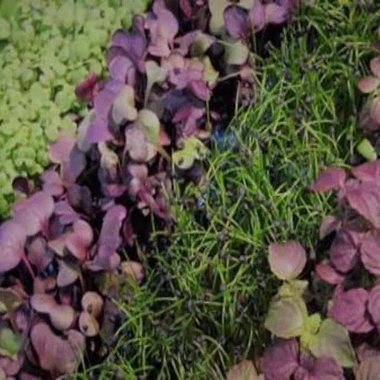 Microgreen Culinary Citrus Seed Blend