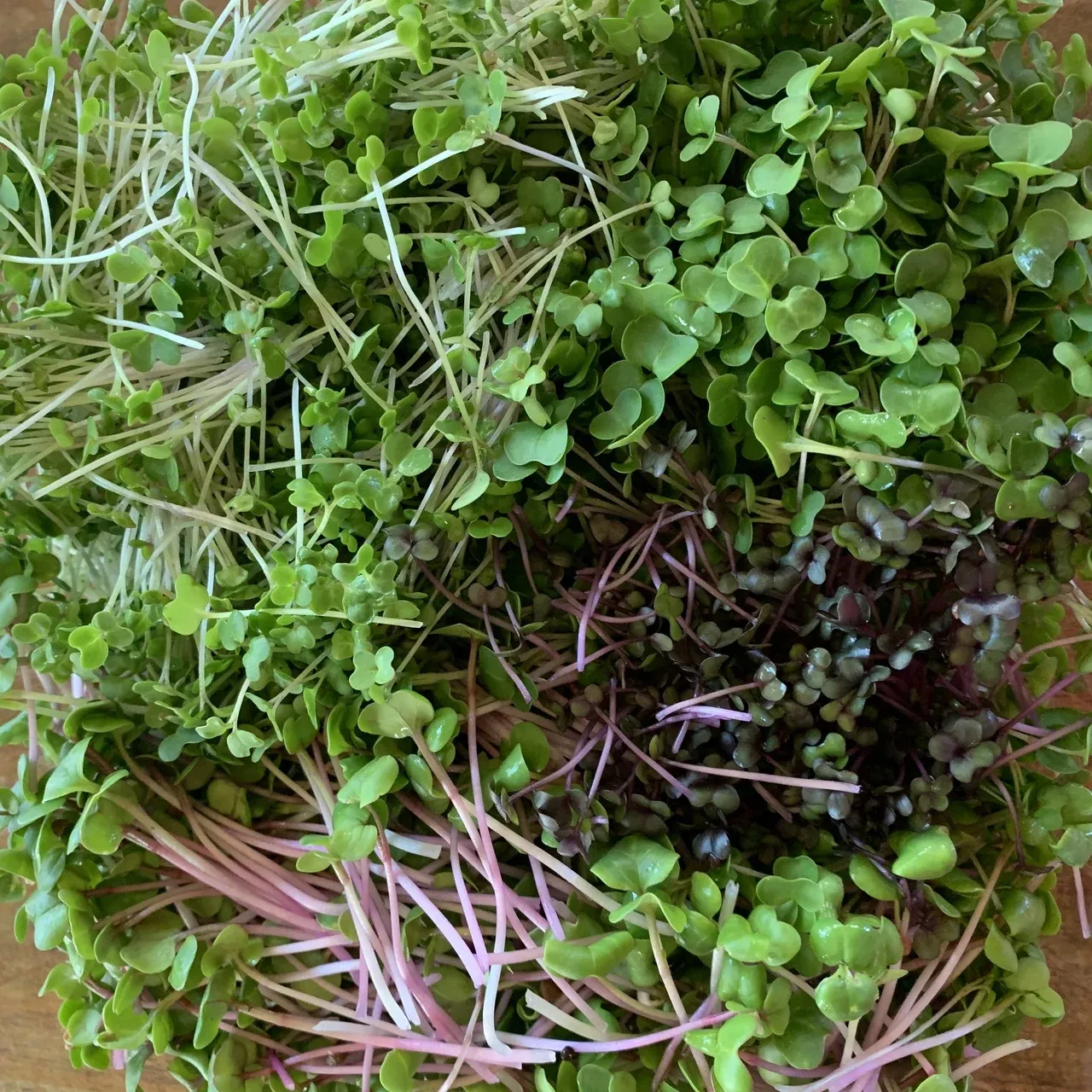 Microgreen Culinary Spicy Seed Blend