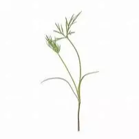 Microgreen Dill Bouquet