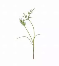 Microgreen Dill Mammoth