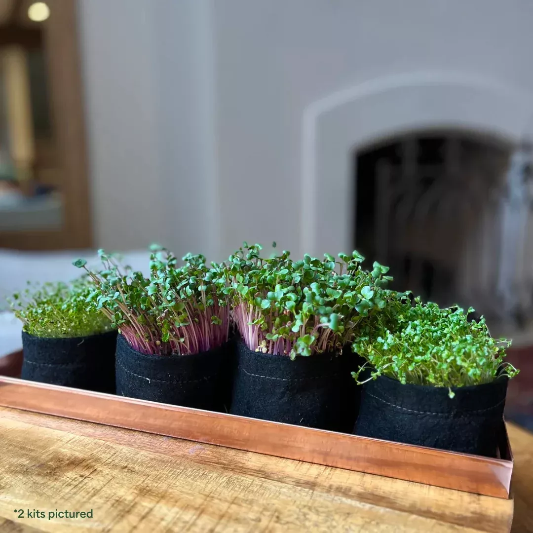 Microgreens Garden Kit