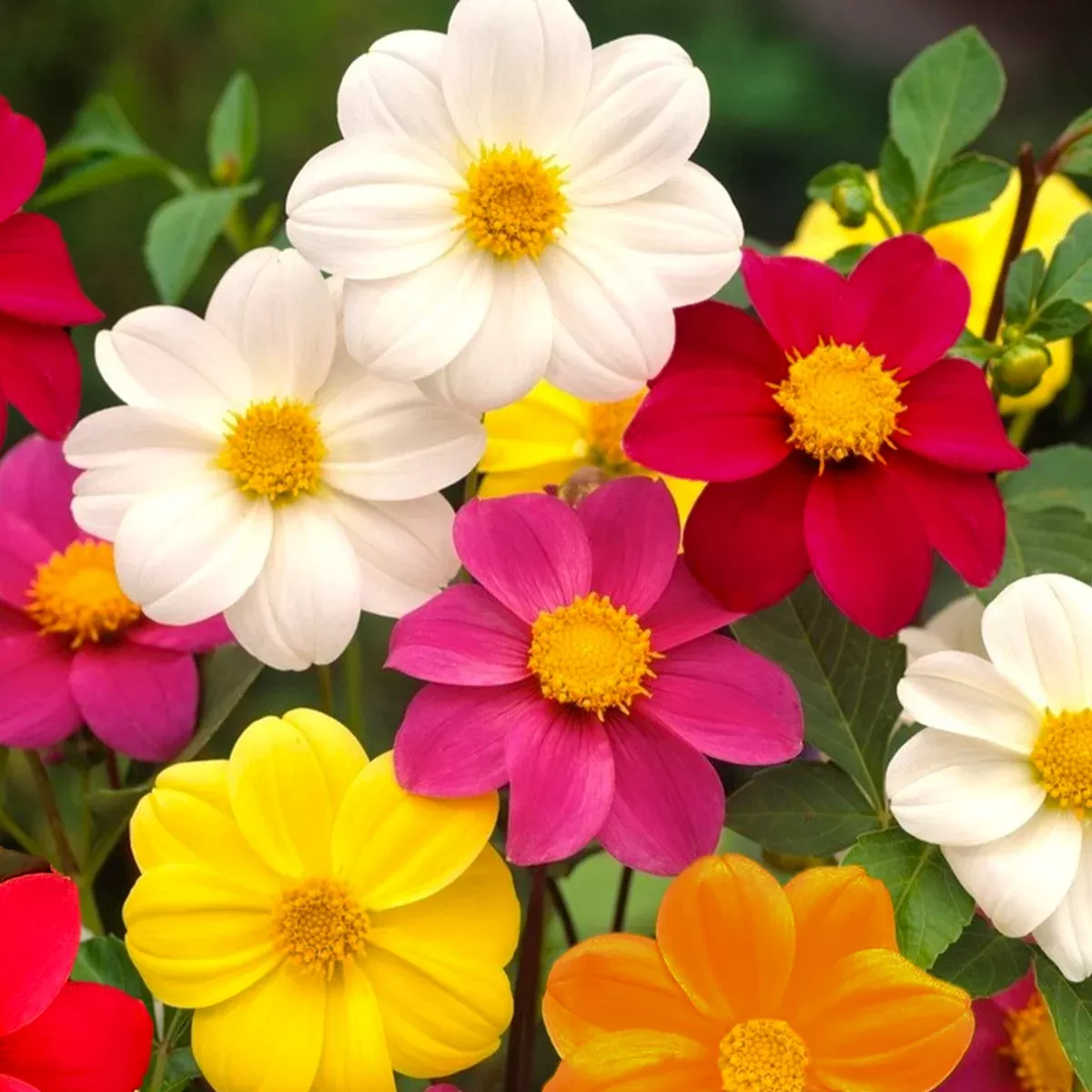 Mignon Mix Dwarf Single Dahlia