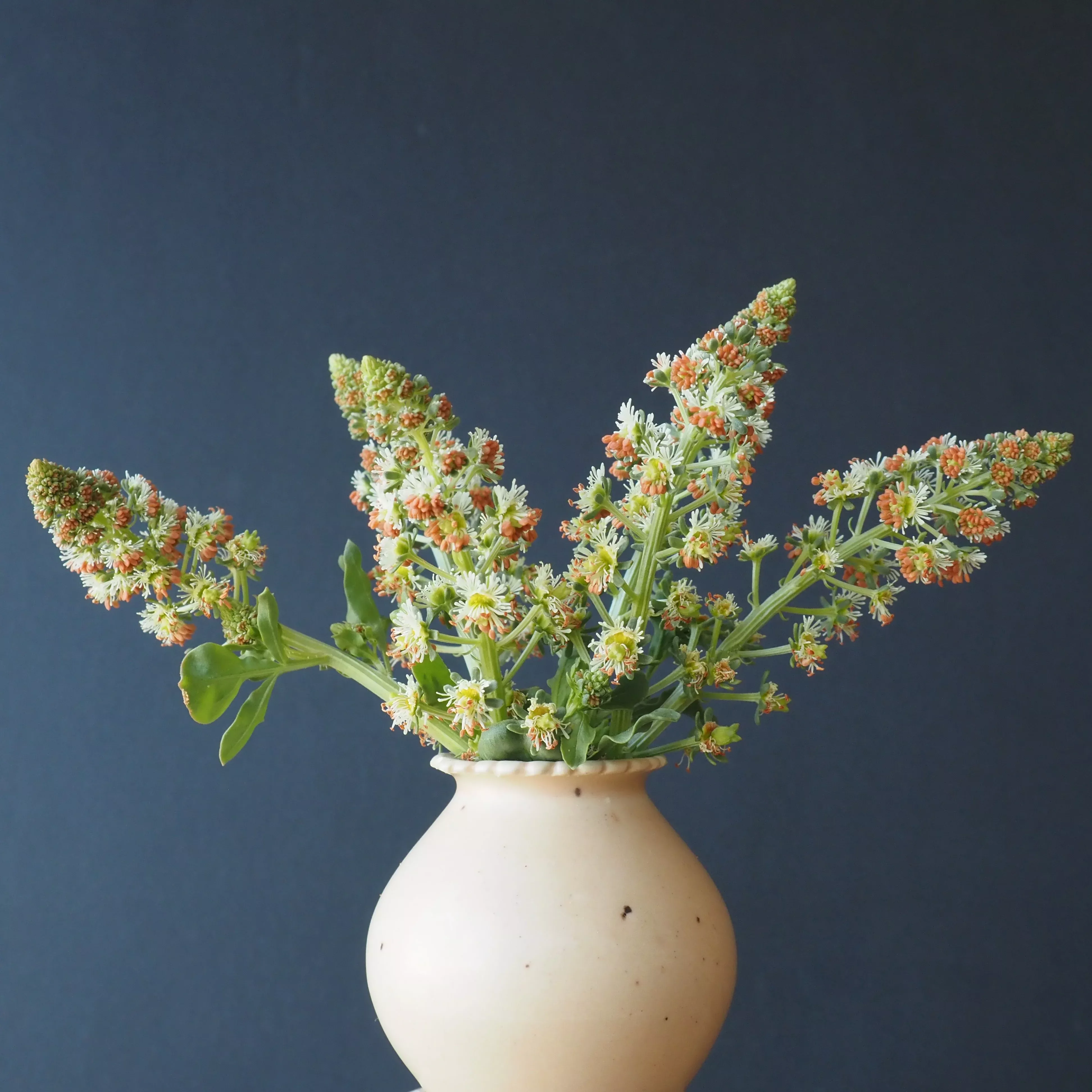 Mignonette ⁃ Organic Seed Mignonette
