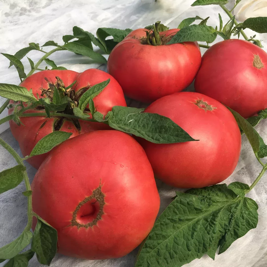 Mikado Tomato