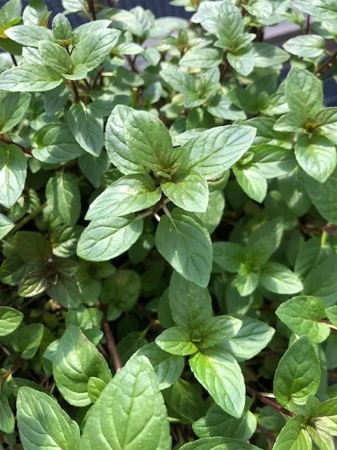 Mint