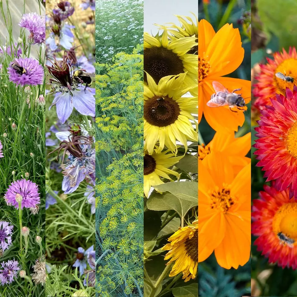 Mix, Pollinator Party (Organic)