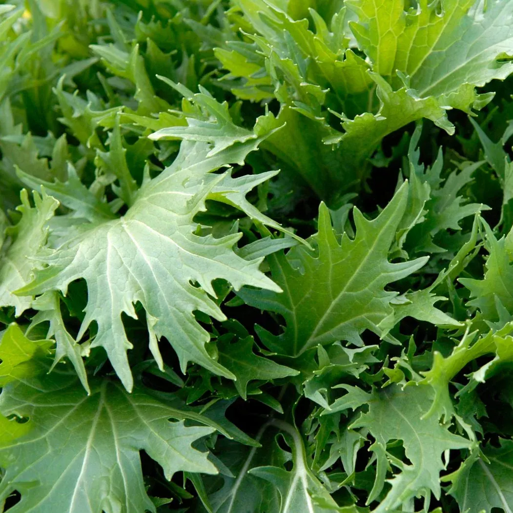 Mizuna Mustard Green