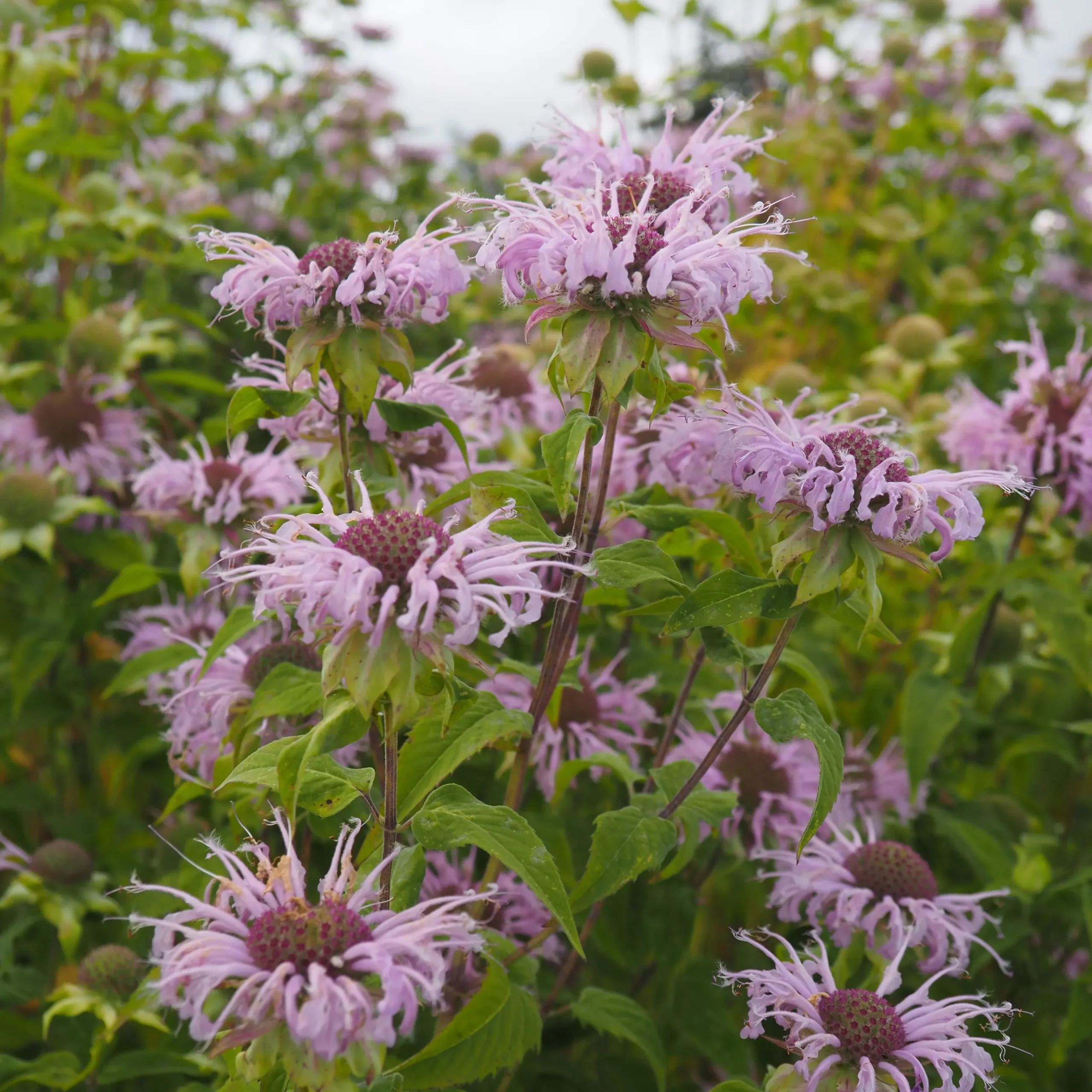 Monarda (Bee Balm) ⁃ Organic Seed Wild Bergamot
