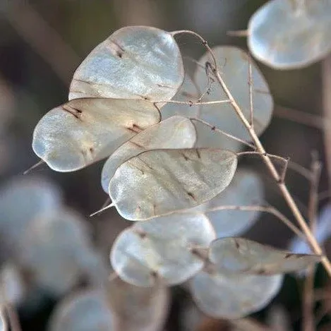 Money Plant (Lunaria)