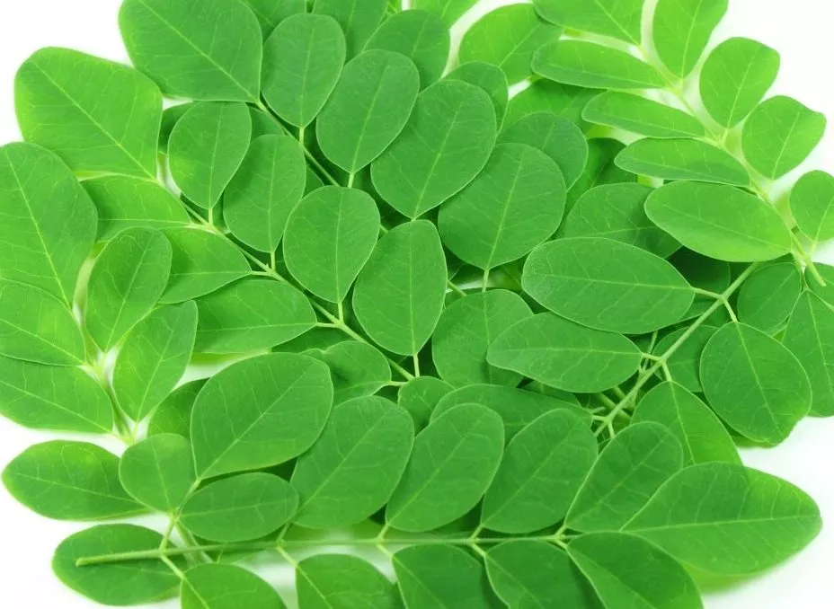 Moringa Oleifera