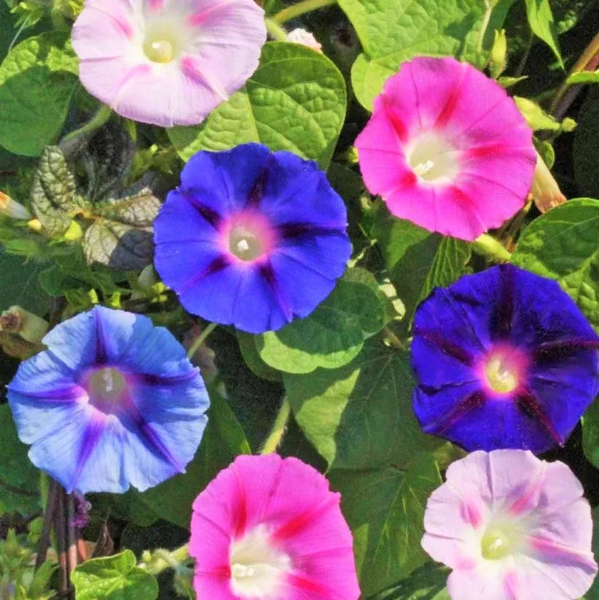 Morning Glory Tall Mix