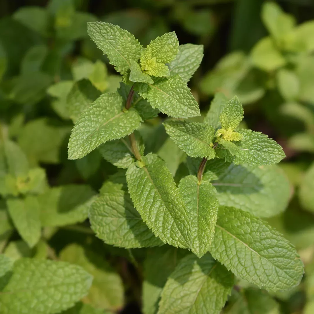 Moroccan Mint