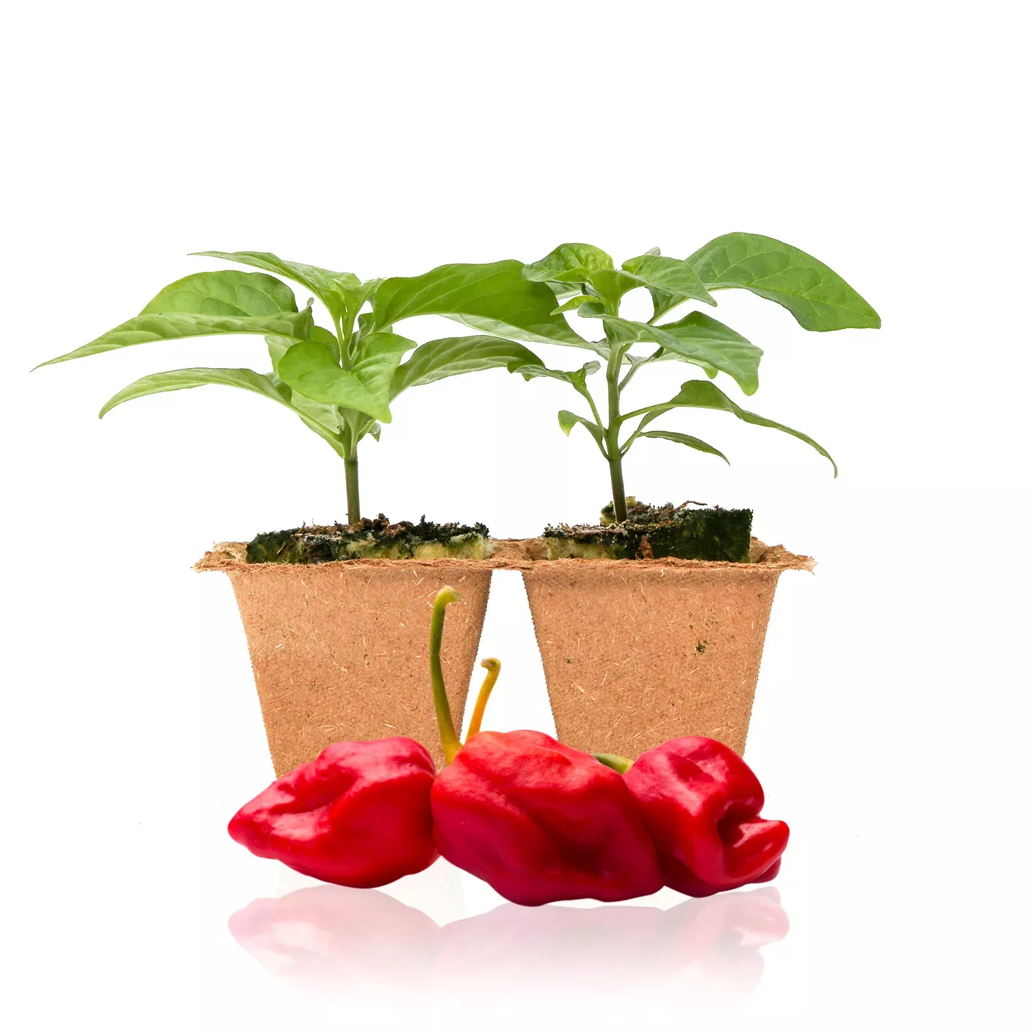 Moruga Trinidad Scorpion Pepper Plants