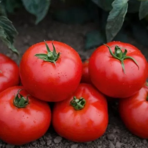 Mountain Gem Tomato Seeds