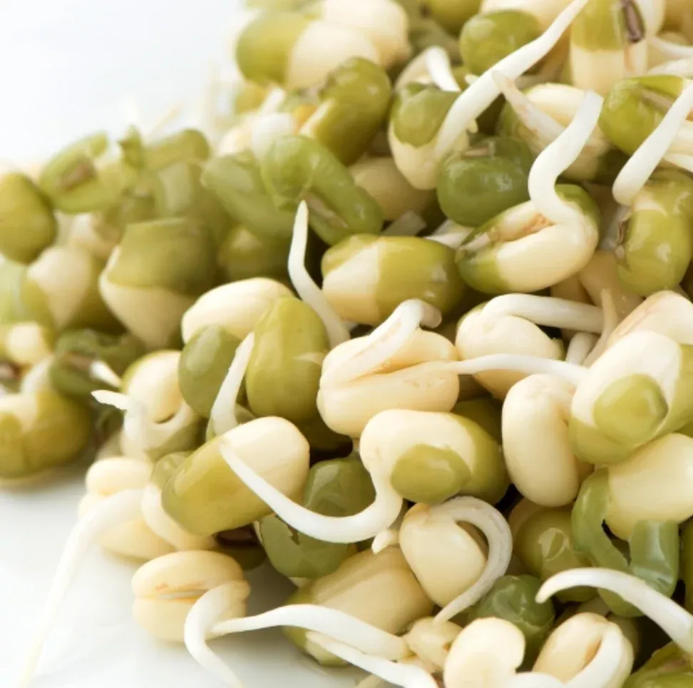 Mung Beans Sprouting Seeds