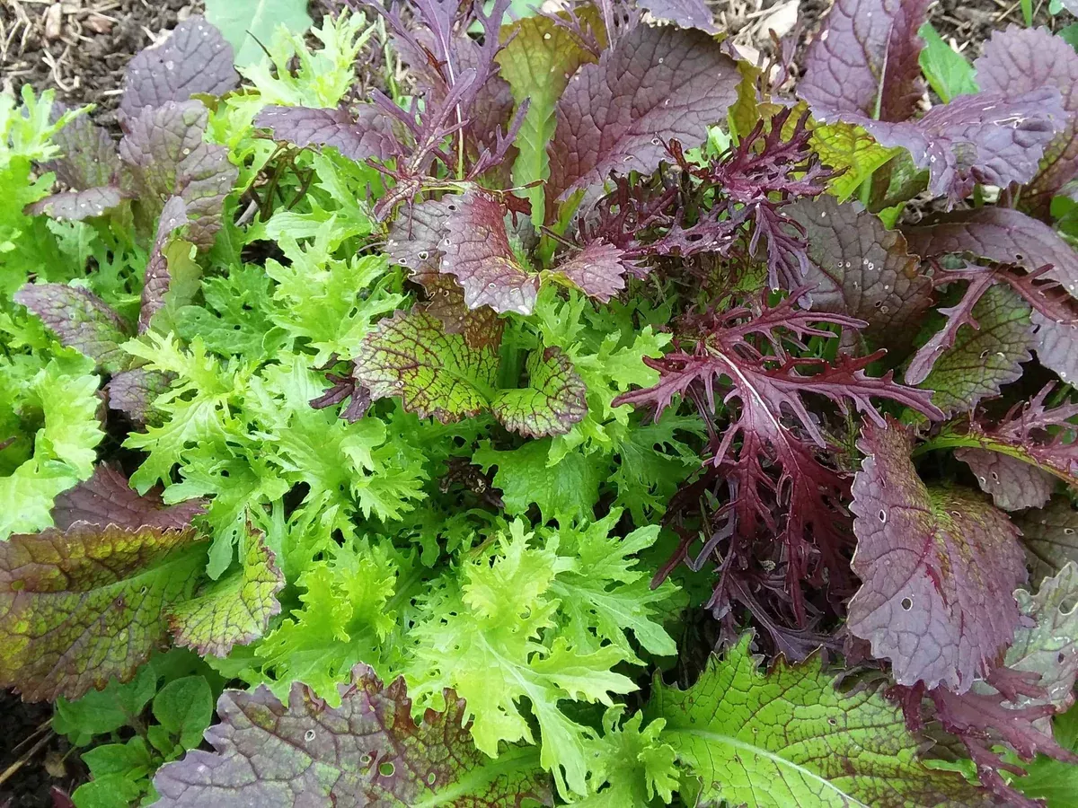 Mustard, Spicy Mix