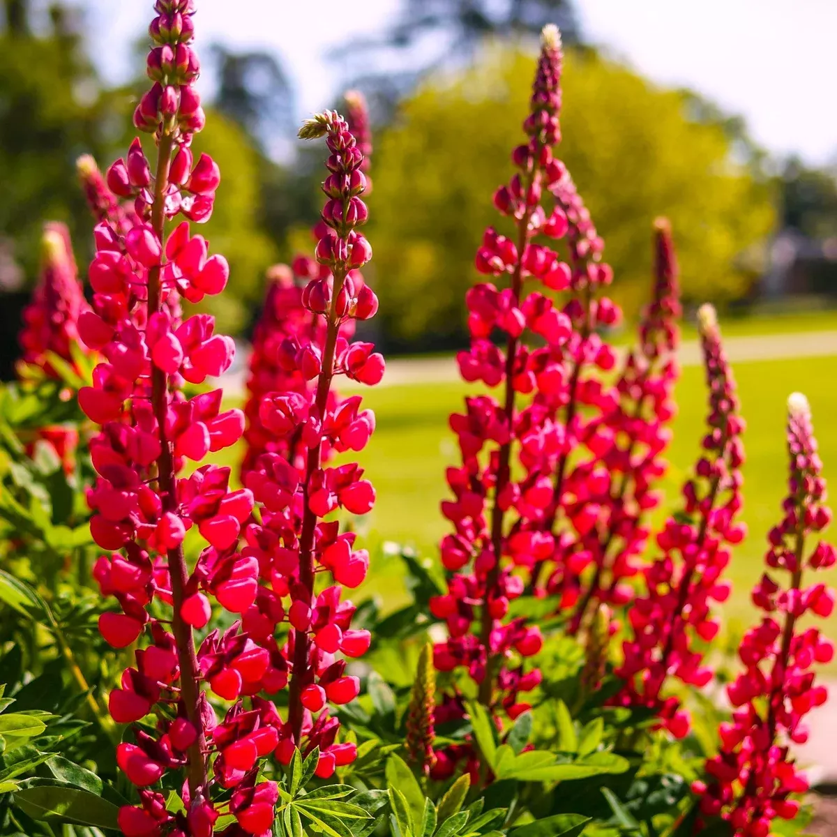 My Castle Red Russell Lupine
