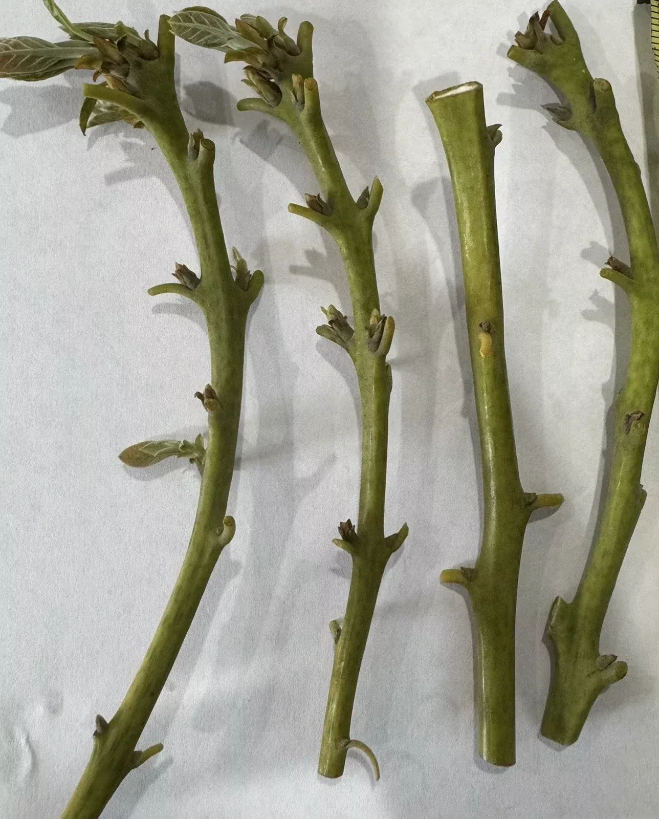 Nabal Avocado Scions – 4 Fresh Budwood Sticks for Grafting | Persea americana | High-Quality Scion Wood for 2–3 Grafts Each