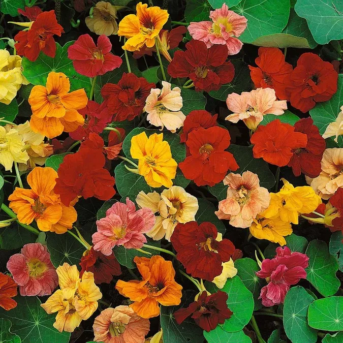 Nasturtium Jewel Mix