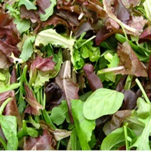 Nichols Winter Lettuce Mix