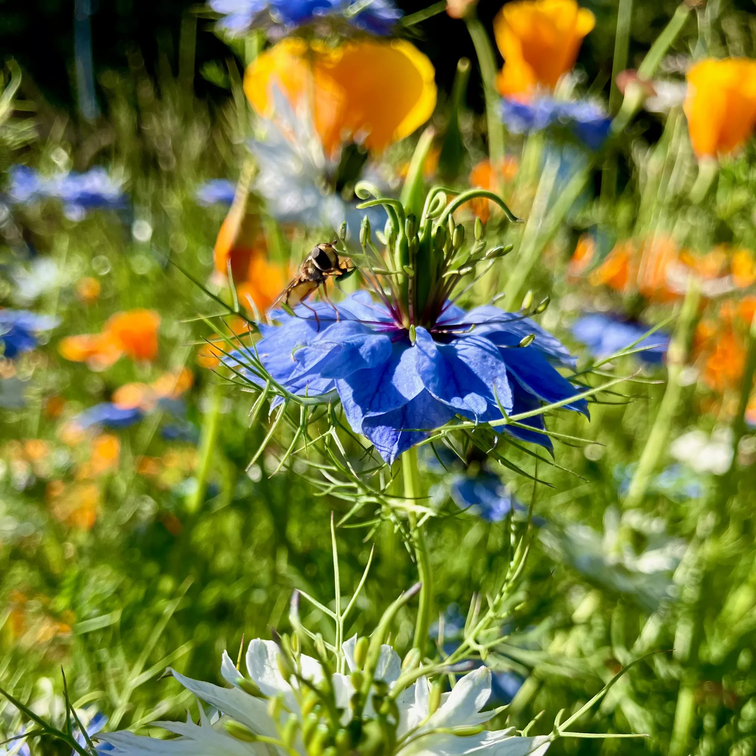 Nigella ⁃ Organic Seed Miss Jekyll Blend