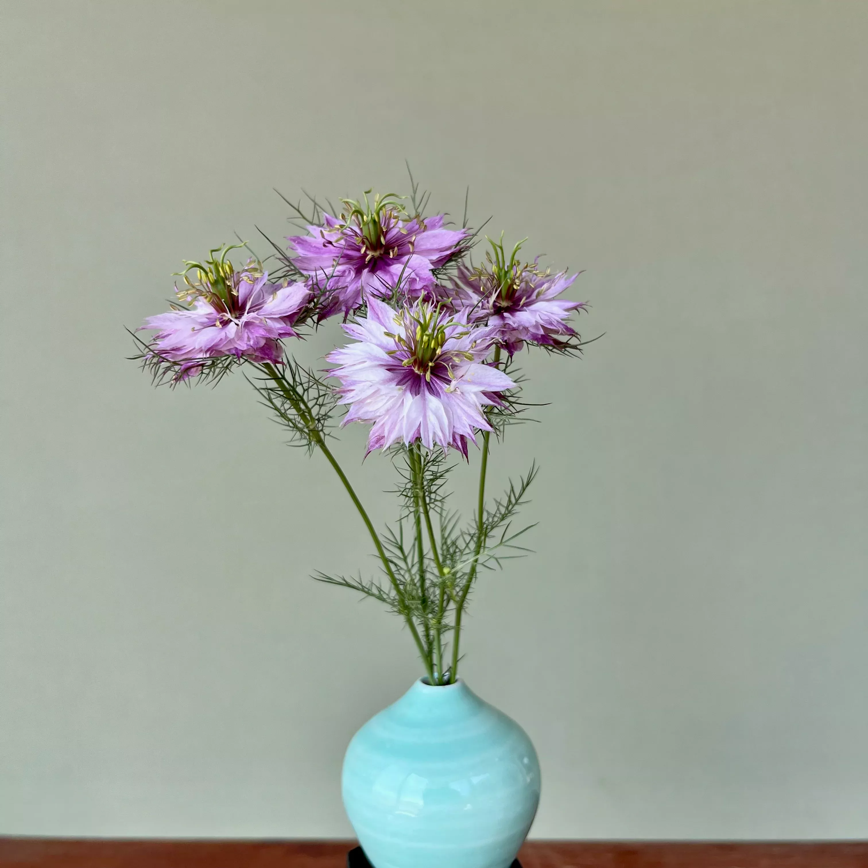 Nigella ⁃ Organic Seed Miss Jekyll Rose