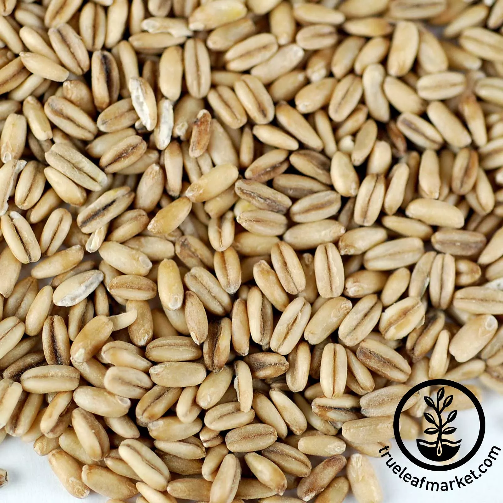 Oat Groats (Organic) - Bulk Grains