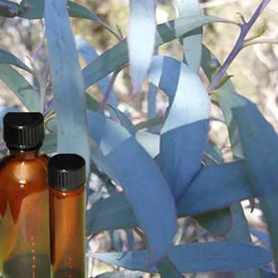 Oil Eucalyptus