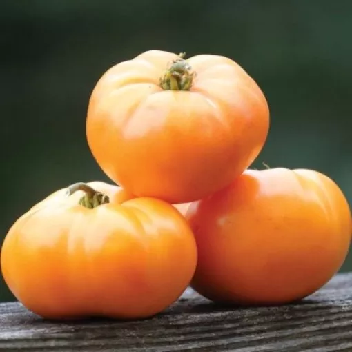 Oma's Orange Tomato Seeds