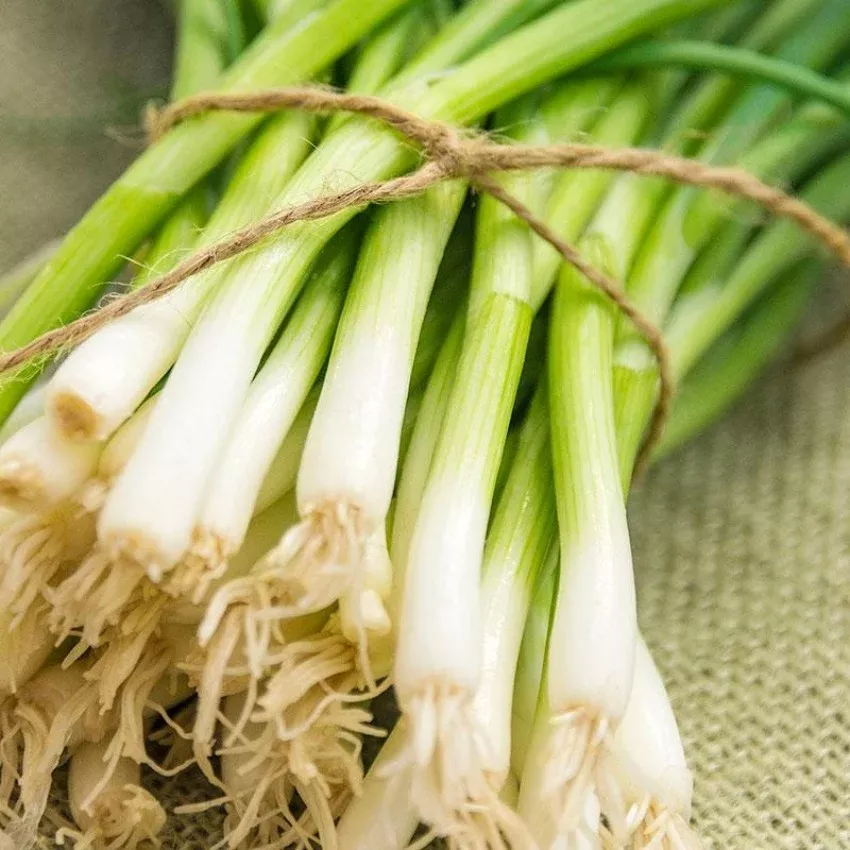 Onion Bunching Evergreen Seeds