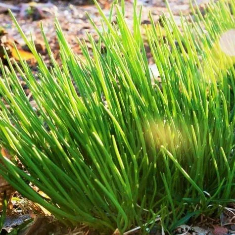 Onion Chives