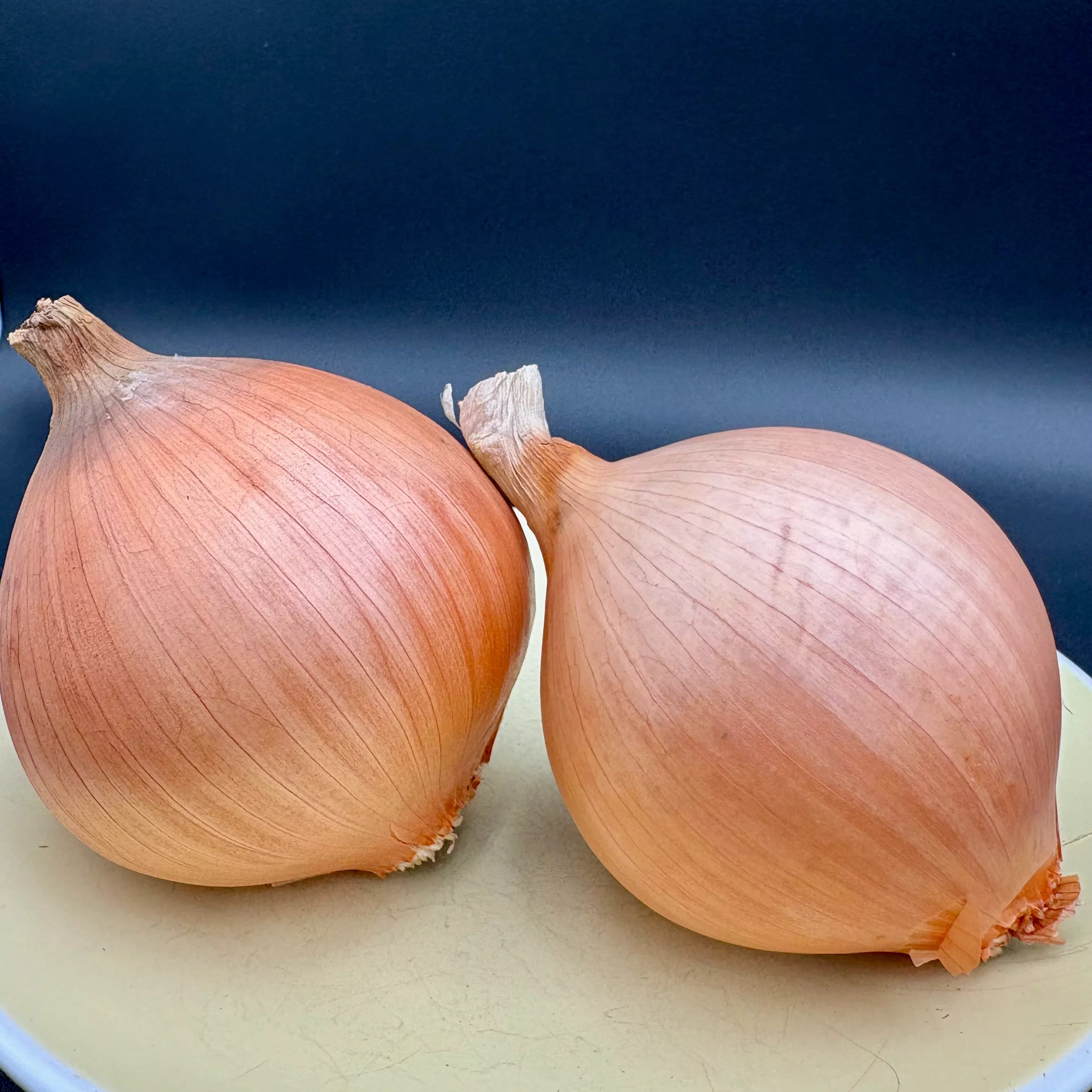 Onion ⁃ Organic Seed Ailsa Craig