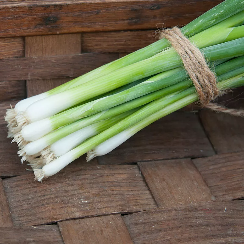 Onion