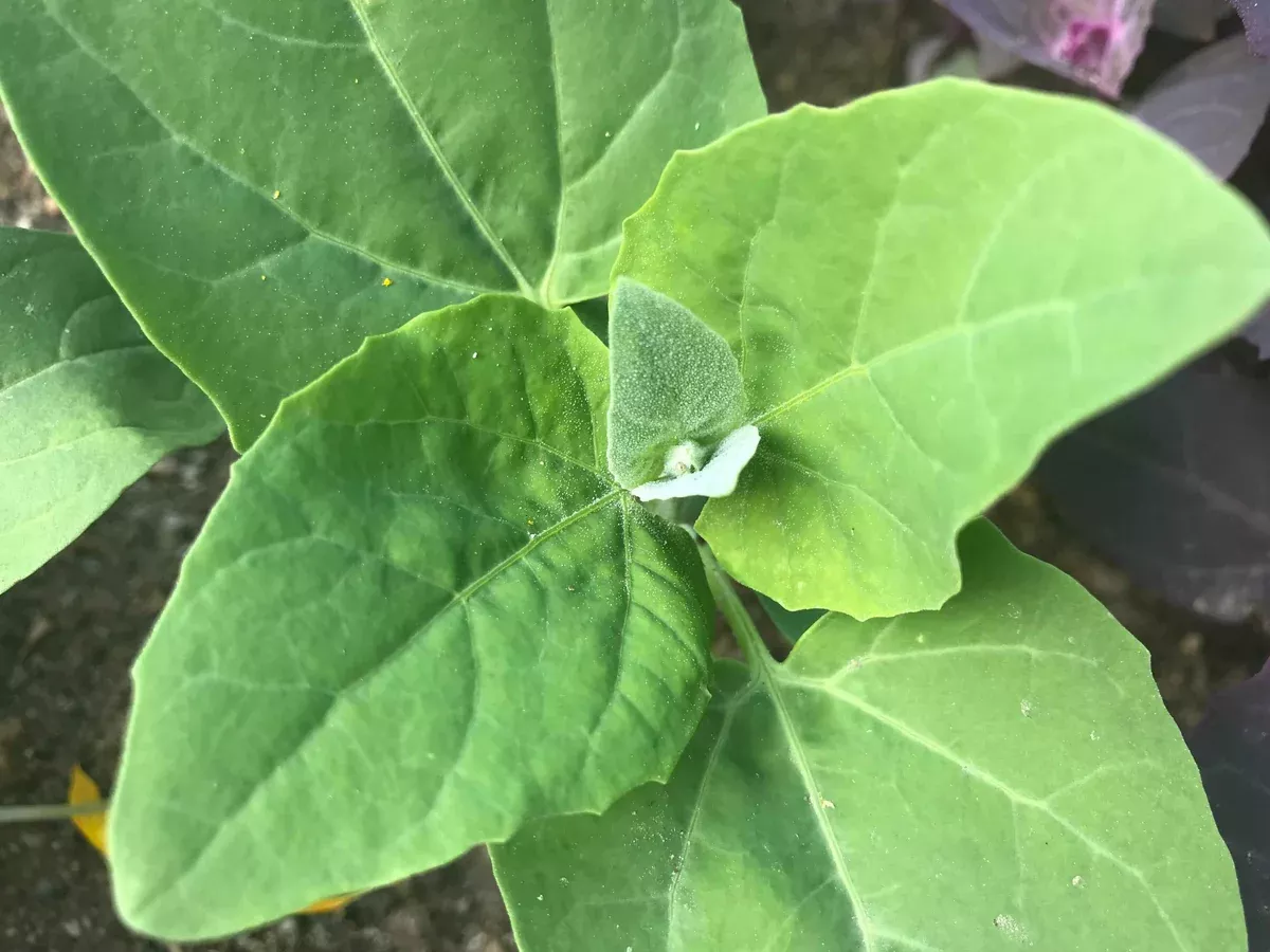 Orach, Green Mountain Spinach