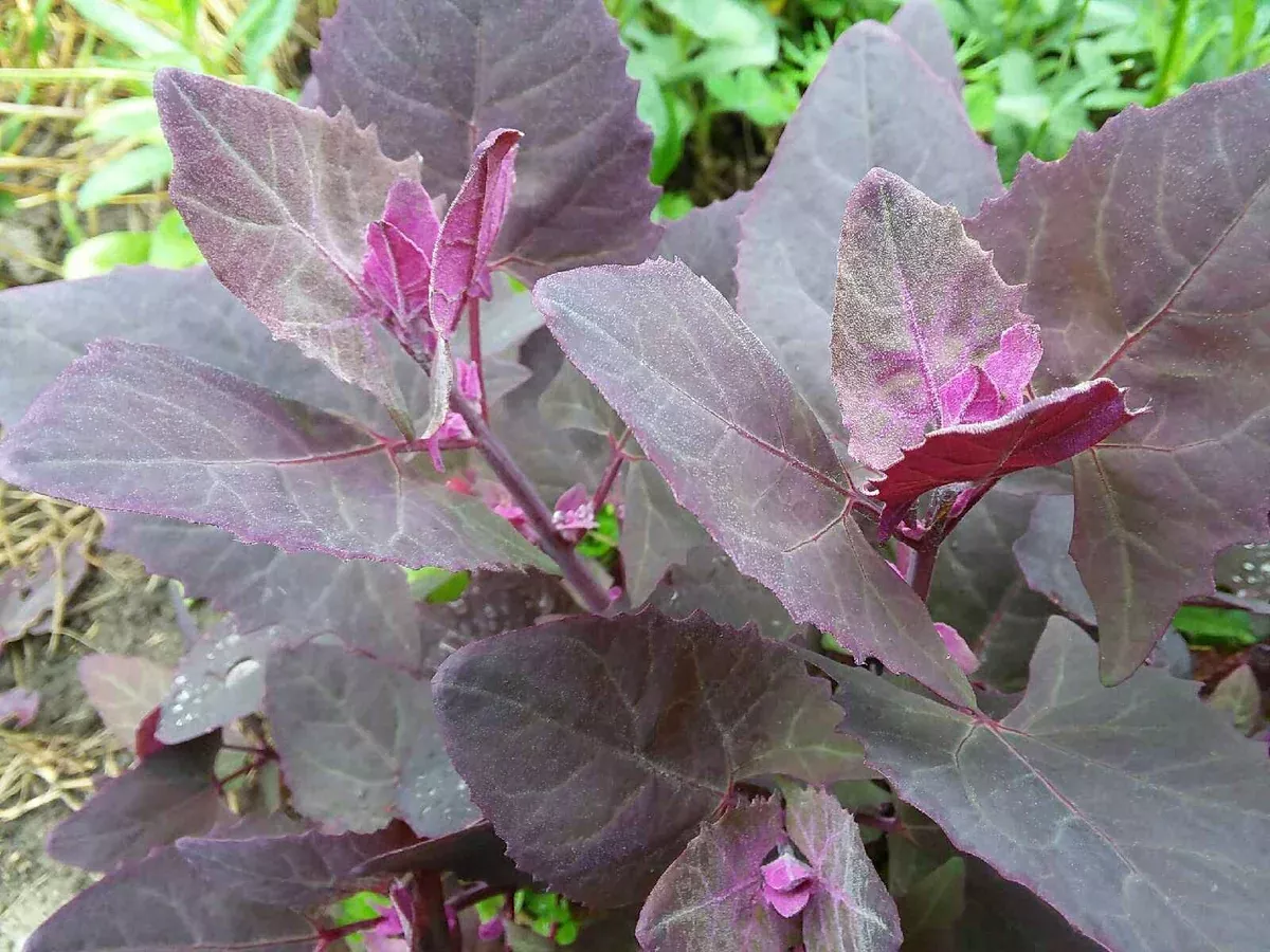 Orach, Purple Mountain Spinach
