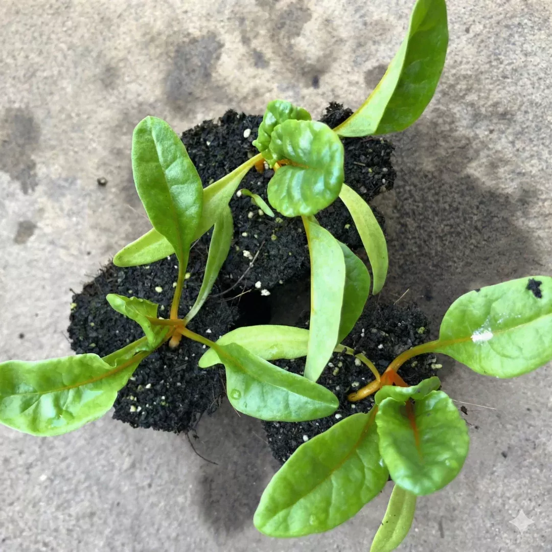 Orange Swiss Chard