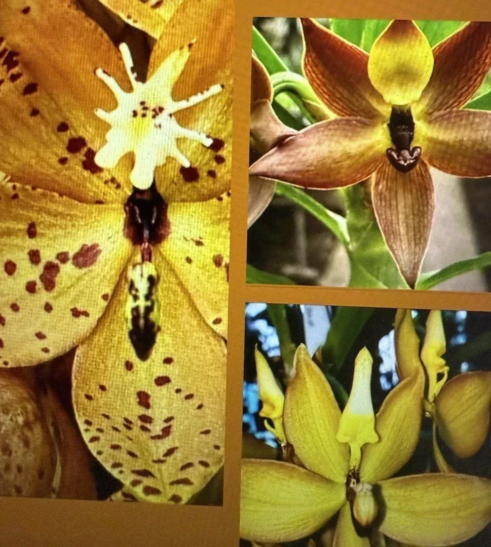 Orchid Plants Mix Box - 5 Bulbs Cuttings Seedlings - Surprise Variety - Perfect for Home Garden - Orchidaceae